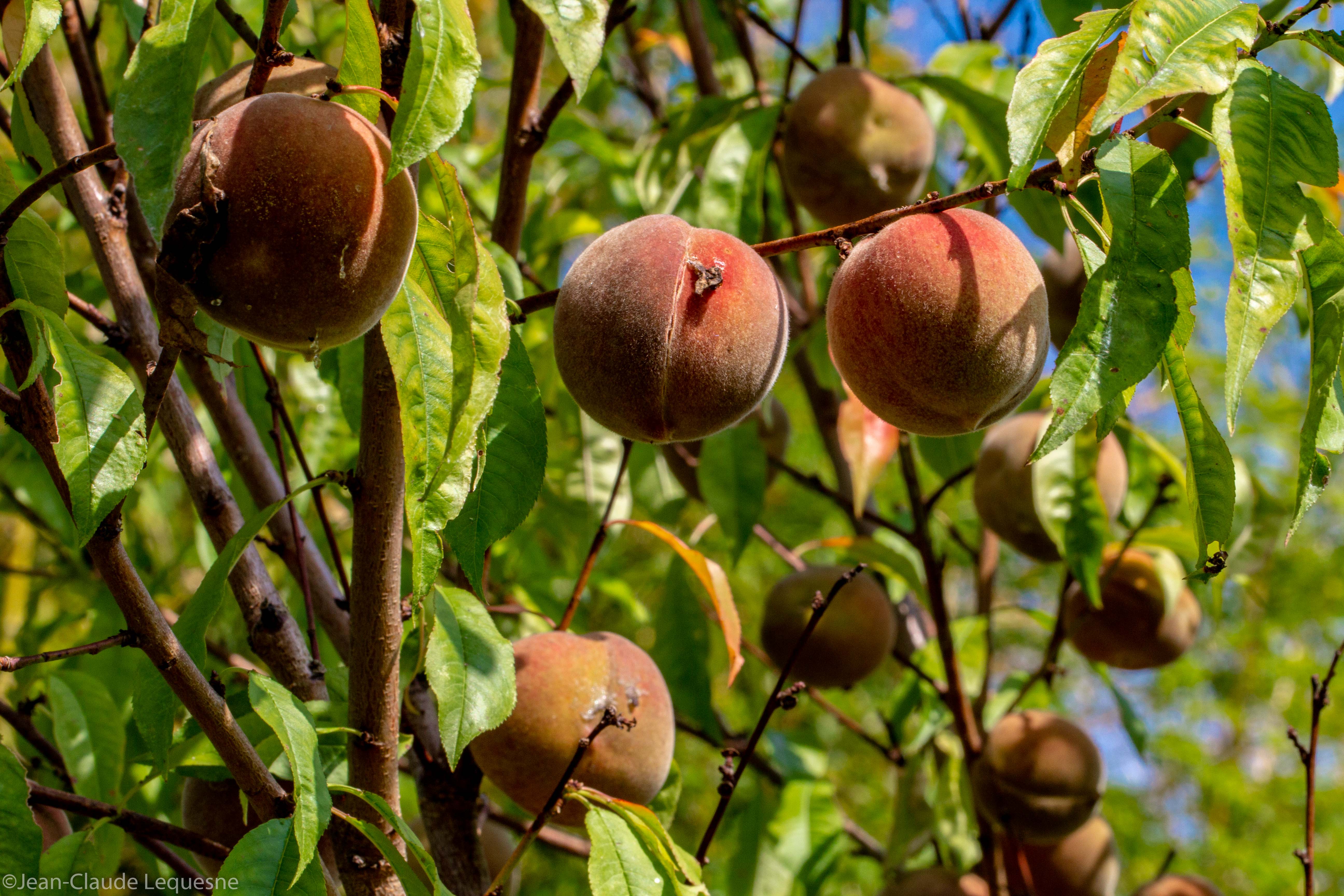 Pêche de vigne Micheline